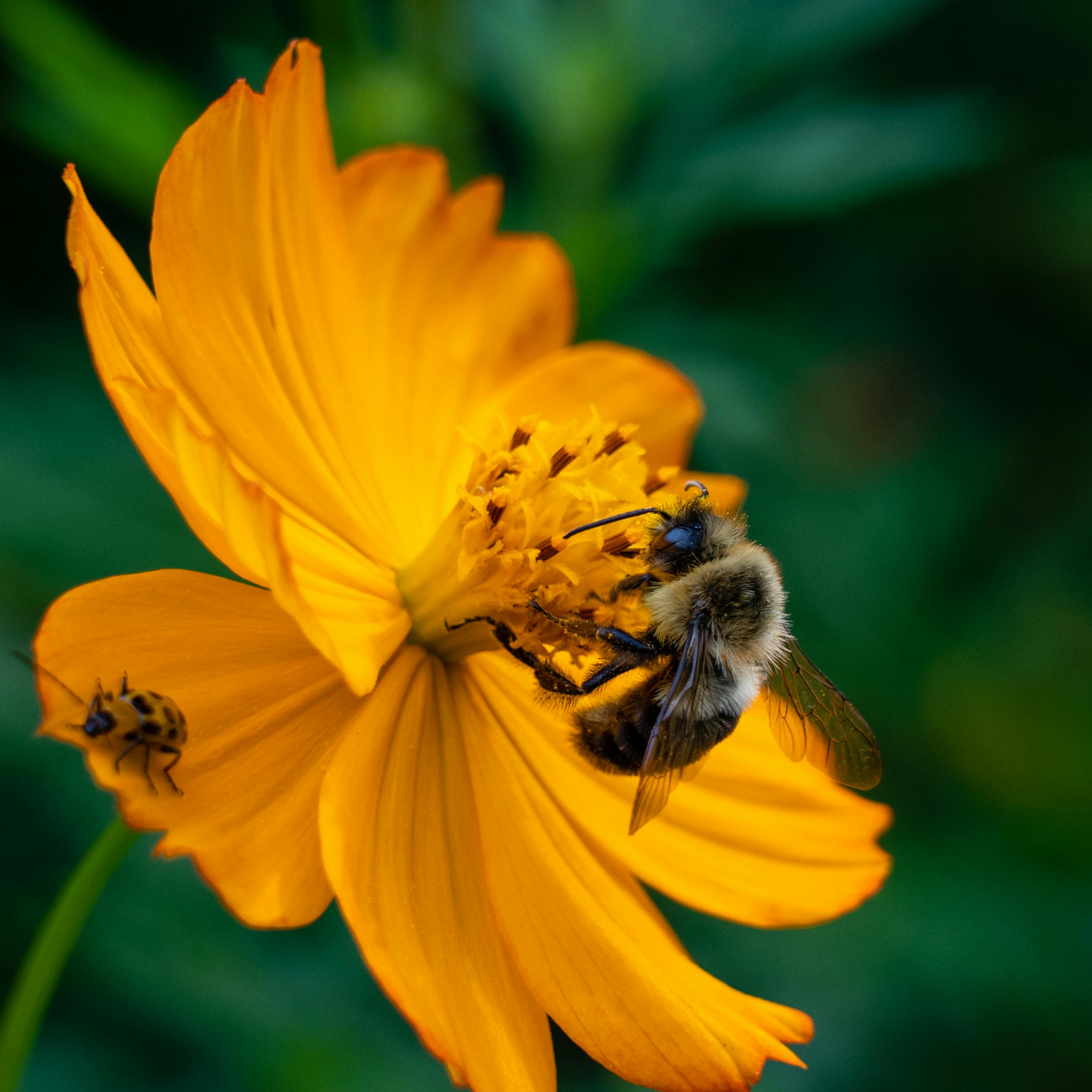 Why Are Plant Colors Important?