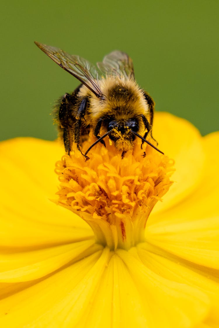 Bee On A Flower