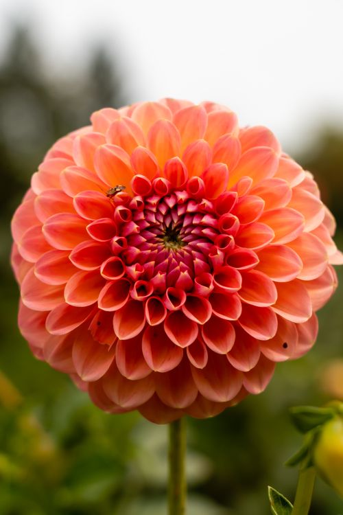 Photo Bloom Close-Up Shot of a Flower in Bloom · Free Stock Photo