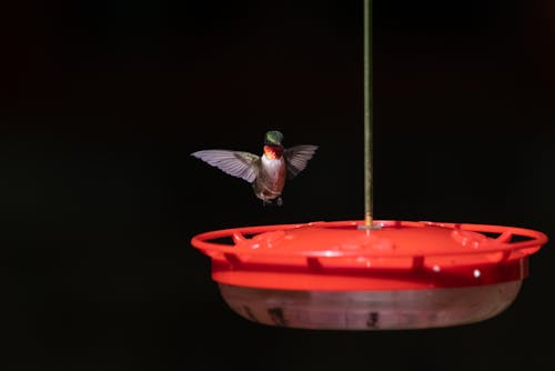 Small Bird Flying Over a Bird Feeder