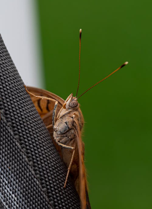 Ingyenes stockfotó antennák, éjjeli lepke, függőleges lövés témában