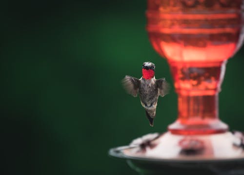 Hummingbird Flying Beside a Feeder