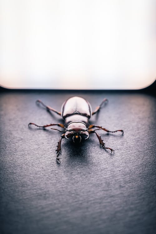 Darmowe zdjęcie z galerii z chrząszcz, coleoptera, fotografia owadów