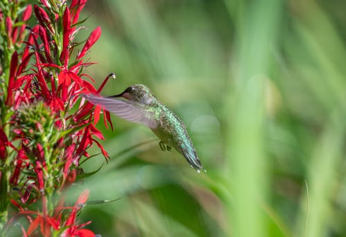 Close-Up Shot of a Hummingbird