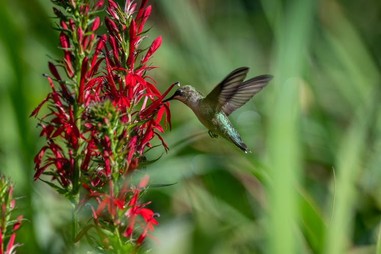 Hummingbird Flying Beside Red Flowers