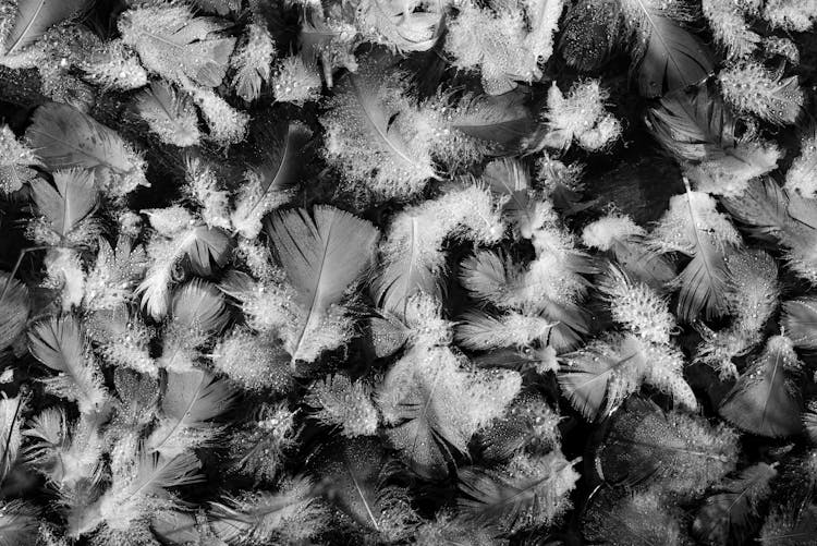 Grayscale Photo Of Wet Feathers