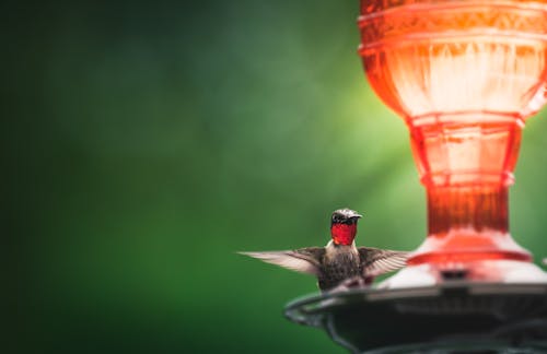 A Close-Up Shot of a Hummingbird Flying