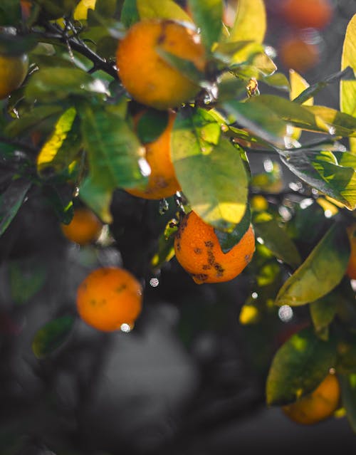 フルーツ, レモン, レモンの木の無料の写真素材
