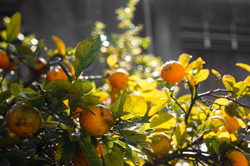 フルーツ, レモン, レモンの木の無料の写真素材