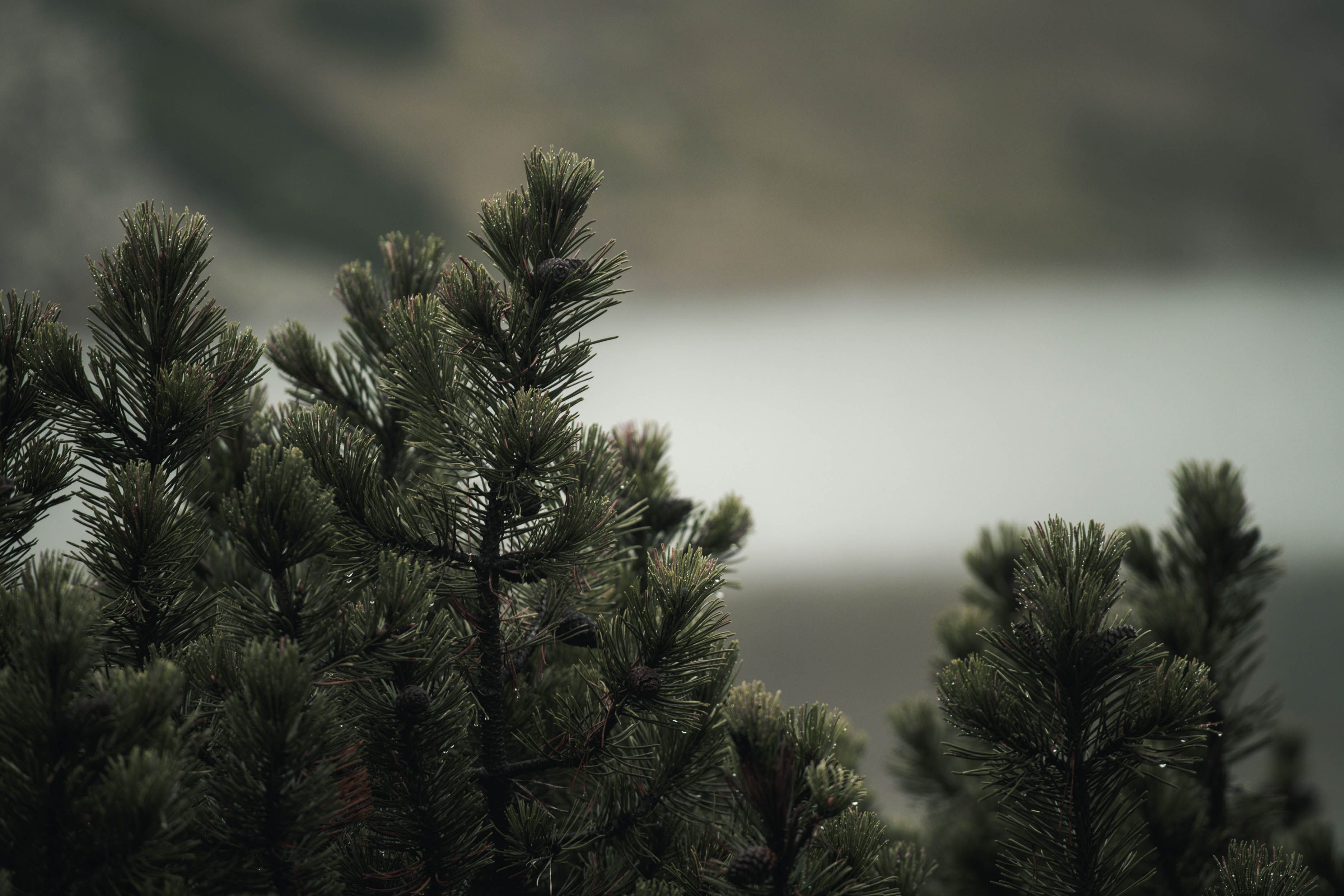 Close-up of pine tree branches against a blurred, misty lake background.