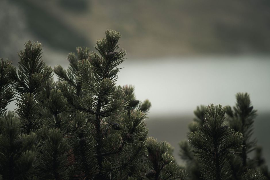 Close-up of pine tree branches against a blurred, misty lake background.