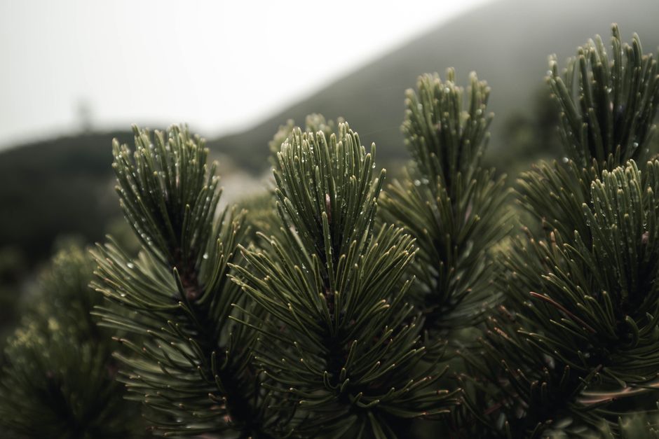 Macro close-up of pine branch needles with dewdrops — trees that drip the most sap in Surrey BC