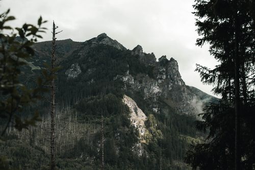 Free A stunning view of a rocky mountain surrounded by a lush green forest on a foggy day. Stock Photo