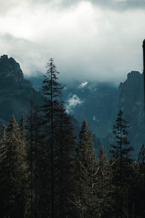 Free Serene forest scene with mist and fog enveloping the rugged mountains. Stock Photo