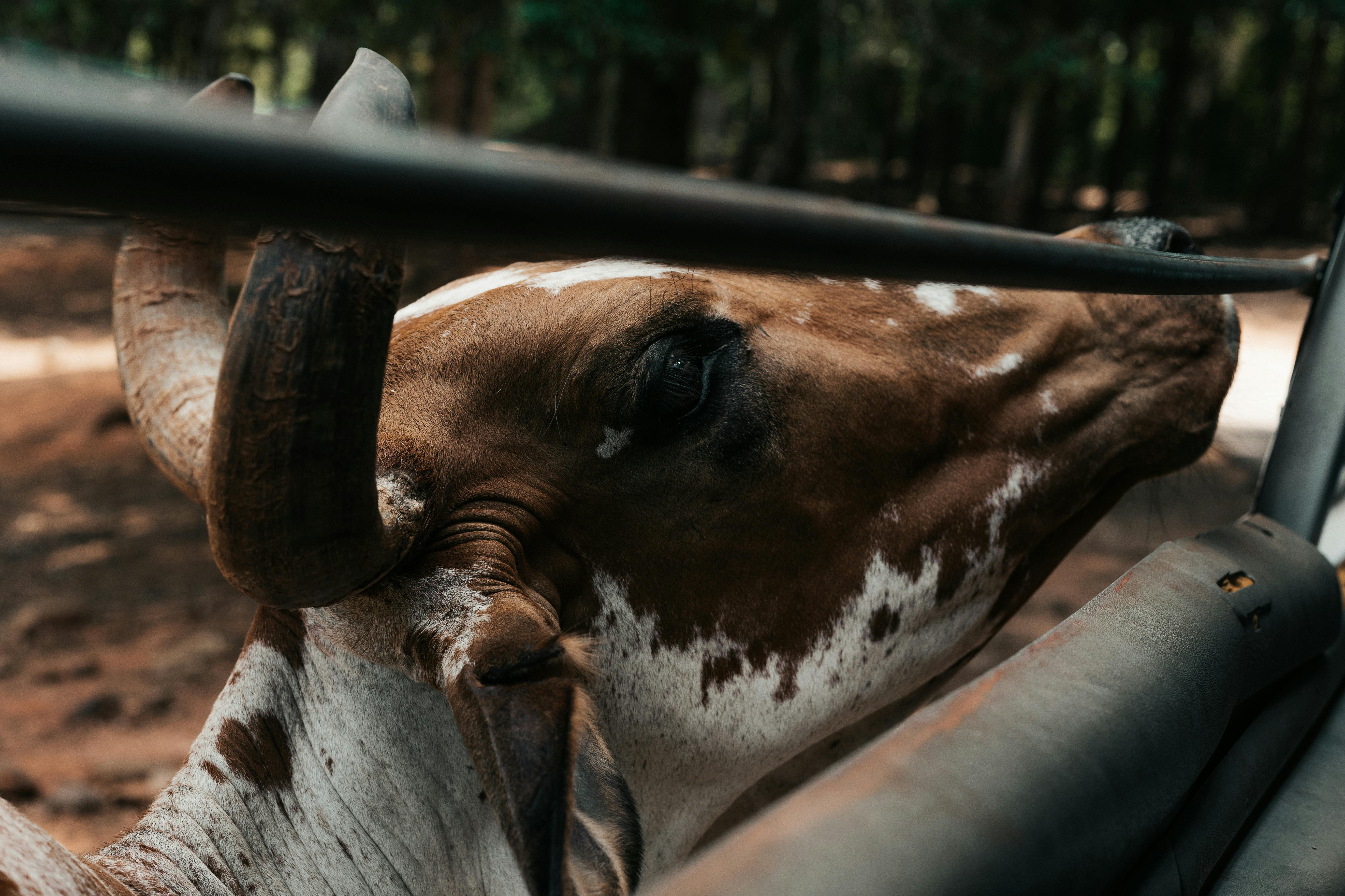 Gratuit Photos gratuites de agriculture, animal, animal clôturé Photos