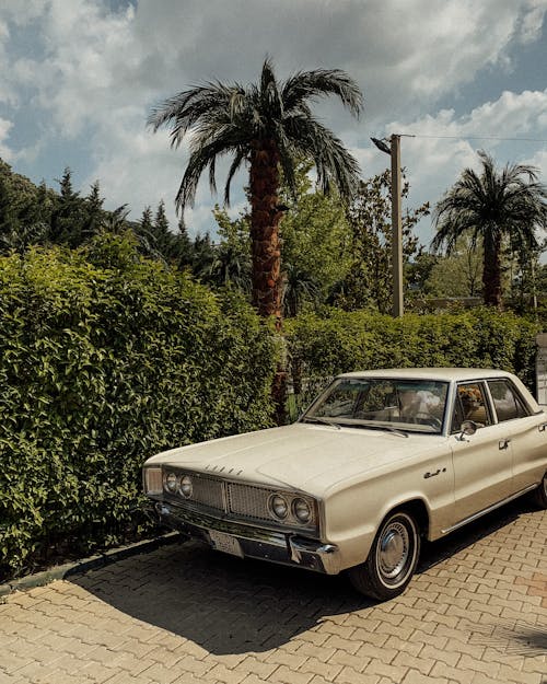 Beige Sedan Parked Beside Green Plants