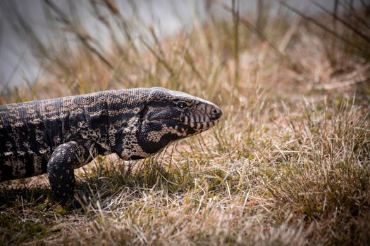 Close-Up Shot of Argentine Black and White Tegu on Brown Grass