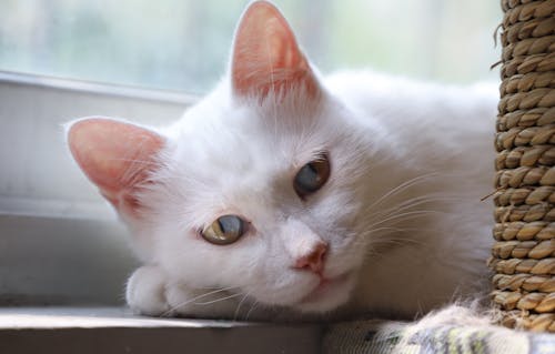 窓の近くに横たわっている白い猫