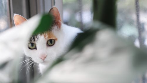 Shallow Focus Photography Of Cat
