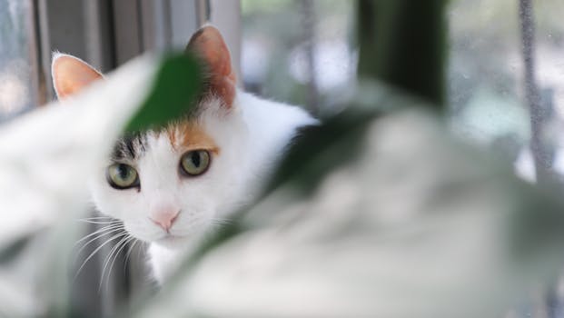 透过窗户，一只好奇的花布猫的特写镜头向外看，前景是树叶