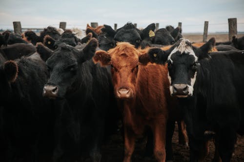 動物, 動物攝影, 奶牛 的 免費圖庫相片