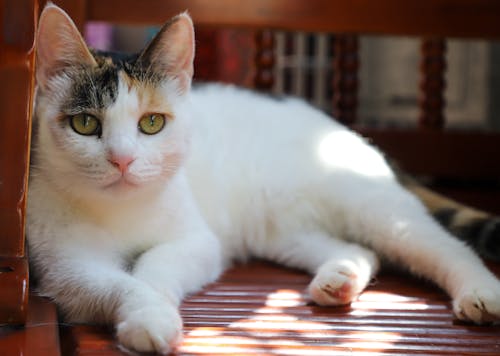 grátis Gato Branco Foto profissional