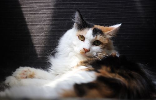 Free A calico cat lounging indoors, basking in natural light on a textured surface. Stock Photo