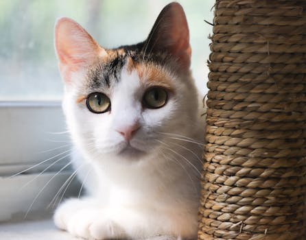 这幅迷人的肖像画中，一只花布猫懒洋洋地躺在窗前，沐浴在柔和的自然光线里