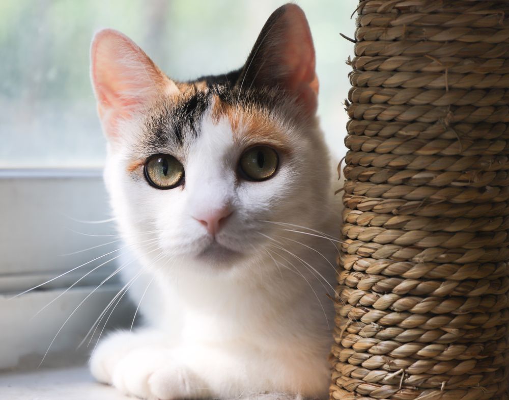 Calico cat with black orange and white patches