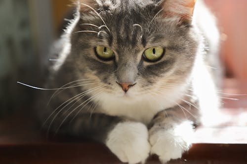 White And Grey Cat