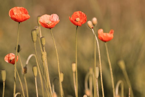 Ücretsiz afyon, bitki örtüsü, Çiçek açmak içeren Ücretsiz stok fotoğraf Stok Fotoğraflar