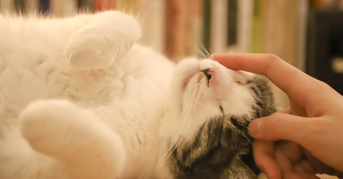 Quali sono i cibi secchi per gatti più sani?