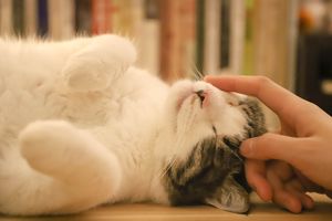 Chat européen actif
