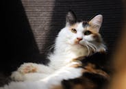 一只可爱的花猫懒洋洋地躺在室内，享受着阳光，展示着它蓬松的皮毛