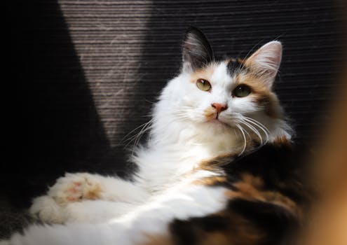 一只可爱的花猫懒洋洋地躺在室内，享受着阳光，展示着它蓬松的皮毛