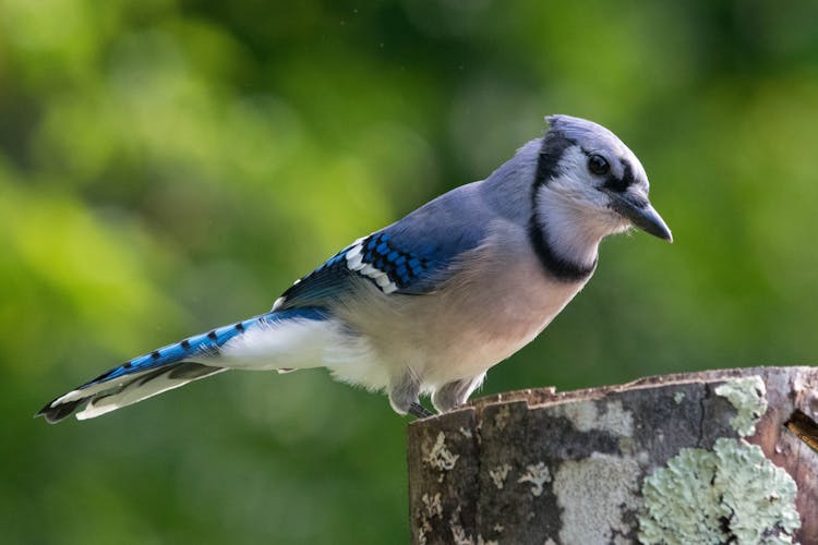 Close-Up Shot Of A Blue Jay