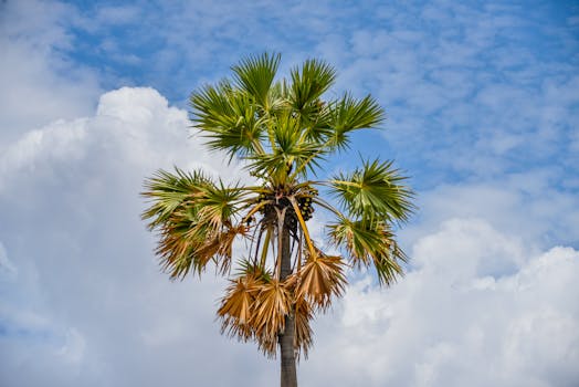 A stunning Palmyra palm silhouetted against a bright blue sky with fluffy white clouds in Amaravathi, India.