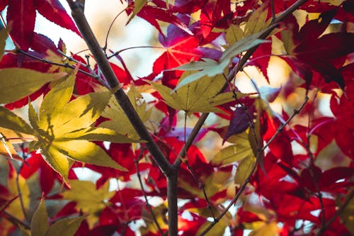 Ücretsiz akçaağaç yaprakları, dallar, doğa içeren Ücretsiz stok fotoğraf Stok Fotoğraflar
