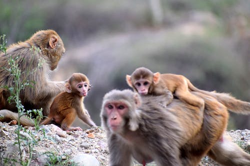 Free Group Of Monkeys  Stock Photo