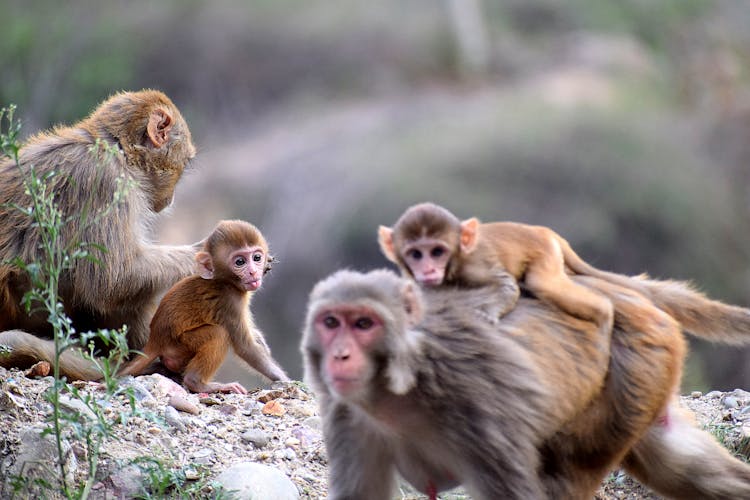 Group Of Monkeys 