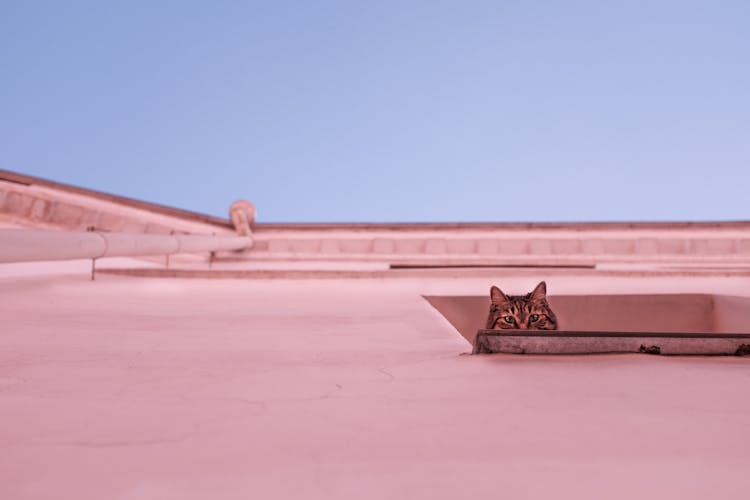 Cat On A Windowsill