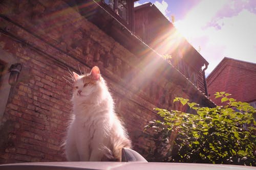 Foto stok gratis kota, kucing, matahari