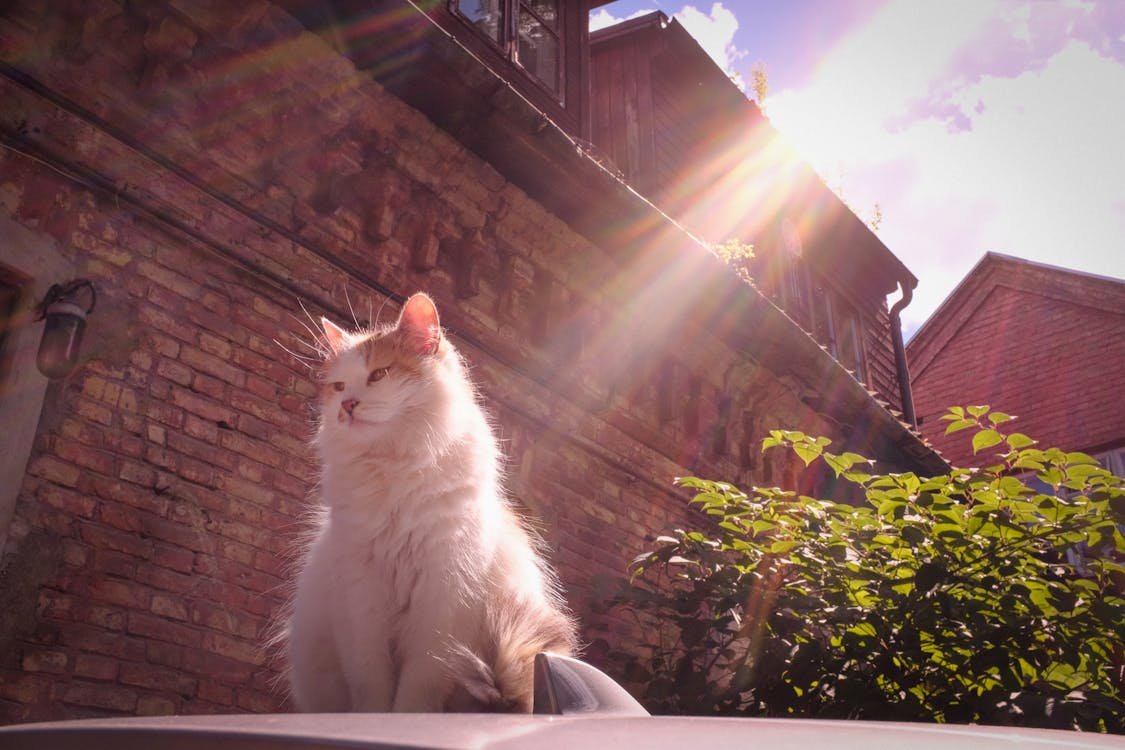 Foto profissional grátis de cidade, gato, meio urbano