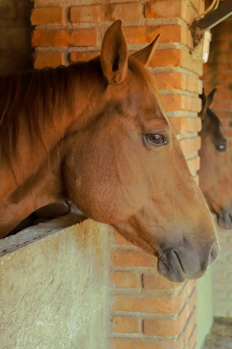 Brown Horse Beside Brown Brick Wall