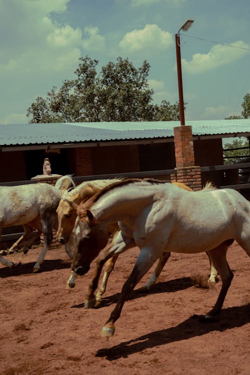 Kostenloses Stock Foto zu galoppieren, lebende tiere, pferde