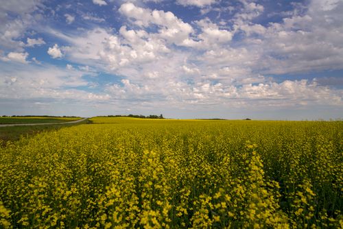 Free Expansive canola field in the countryside with a bright blue sky and scattered clouds. Stock Photo