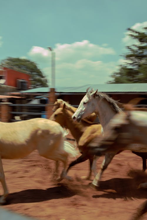 Photo of Galloping Horses