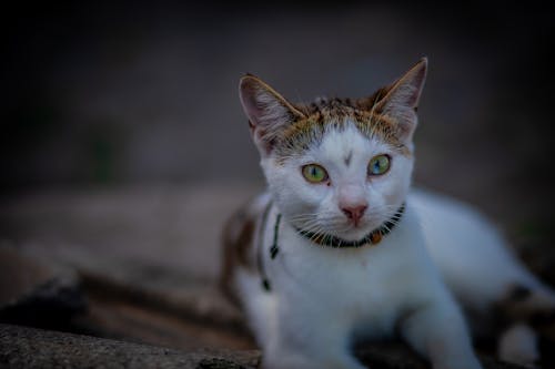 Close-Up Shot of a Cat