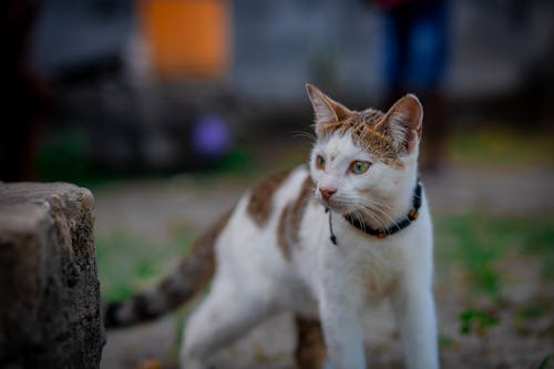 ネコ, ペット, 動物の無料の写真素材