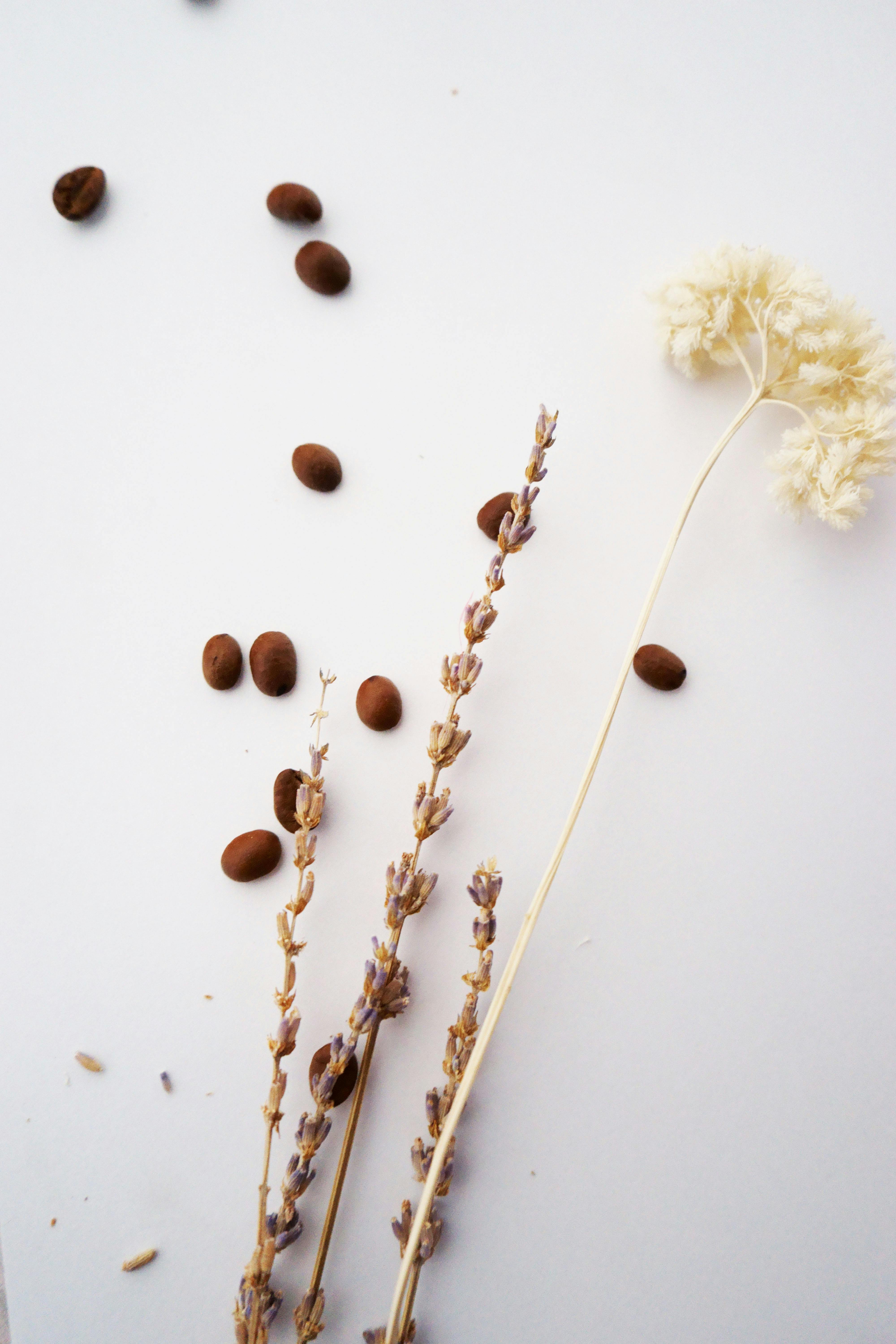 Free stock photo of coffee beans, dried flowers, dried lavender